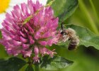 Bei der Mai-Langhornbiene ist der Name Programm