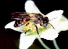Weibchen der Zaunrüben-Sandbiene die eng an das Vorkommen der Zaunrübe gebunden ist