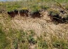 Geländeabbruchkanten mit Steilwänden im Lößboden stellen ideale Nistgelegenheiten für viele Wildbienen- und Wespenarten dar © Hans Schwenninger