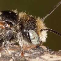 Männchen der Roten Schneckenhausbiene 